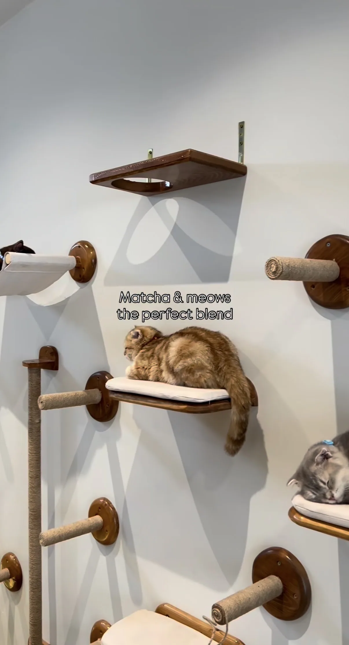 Heycat – 11